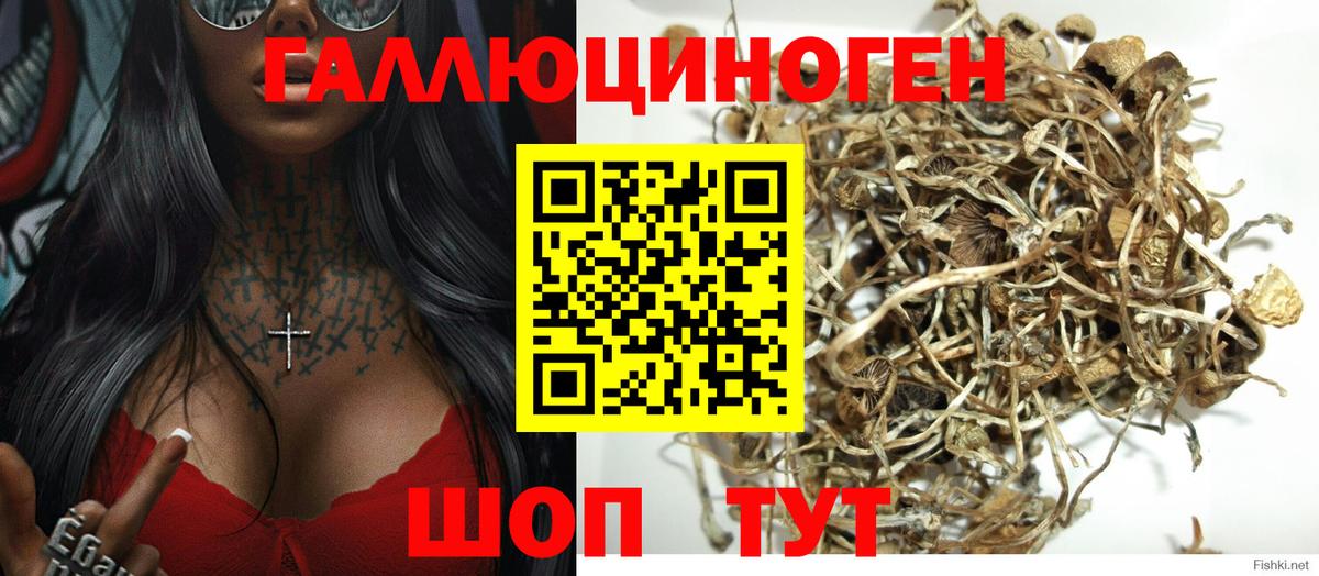 Псилоцибиновые грибы Psilocybine cubensis  Вход с VPN  Архангельск 